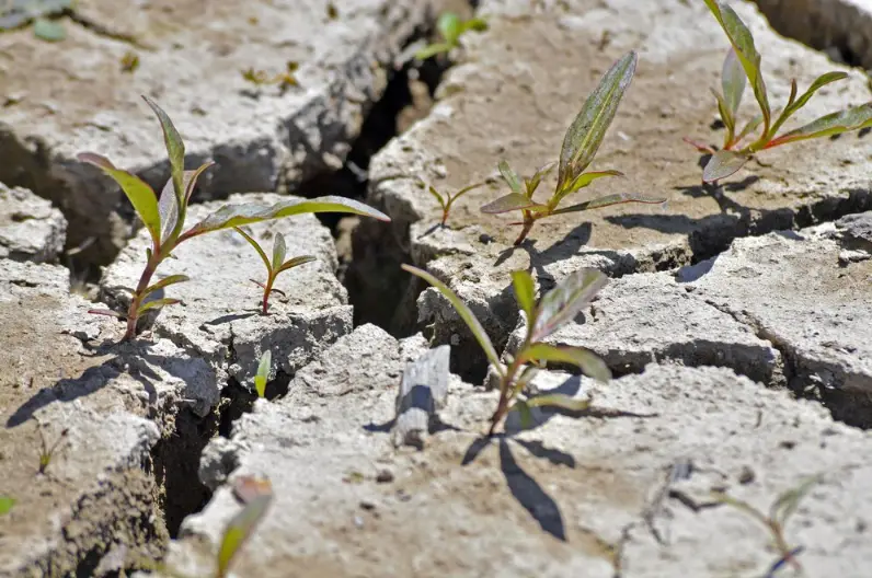 concrete sidewalk got damaged due to tree roots in nyc